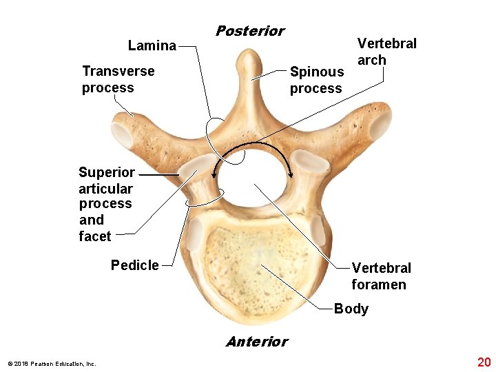 Lamina Posterior Transverse process Spinous process Vertebral arch Superior articular process and facet Pedicle