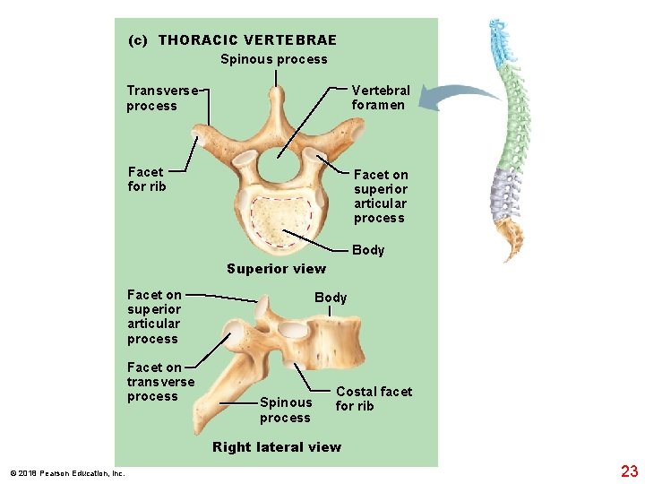 (c) THORACIC VERTEBRAE Spinous process Transverse process Vertebral foramen Facet for rib Facet on