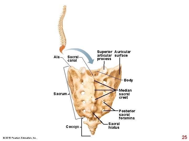 Sacral canal Ala Superior Auricular articular surface process Body Sacrum Median sacral crest Posterior