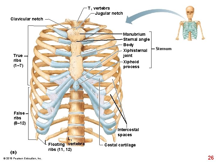 T 1 vertebra Jugular notch Clavicular notch Manubrium Sternal angle Body Xiphisternal joint Xiphoid
