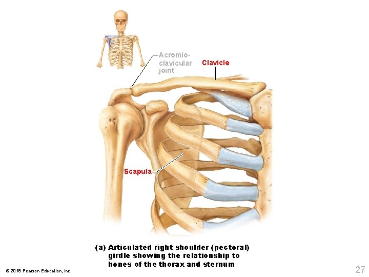 Acromioclavicular joint Clavicle Scapula © 2018 Pearson Education, Inc. (a) Articulated right shoulder (pectoral)