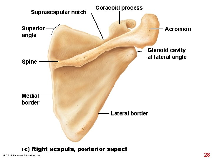 Suprascapular notch Coracoid process Superior angle Acromion Glenoid cavity at lateral angle Spine Medial