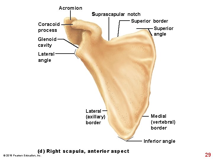Acromion Suprascapular notch Superior border Coracoid process Superior angle Glenoid cavity Lateral angle Lateral