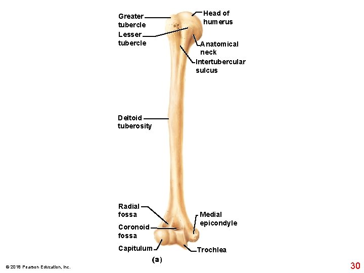 Head of humerus Greater tubercle Lesser tubercle Anatomical neck Intertubercular sulcus Deltoid tuberosity Radial