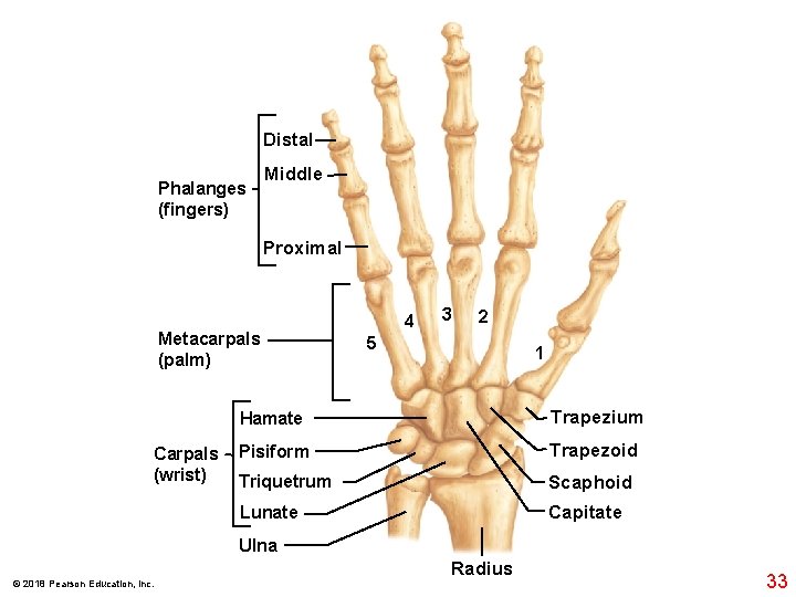 Distal Phalanges (fingers) Middle Proximal Metacarpals (palm) Carpals (wrist) 4 3 2 5 1