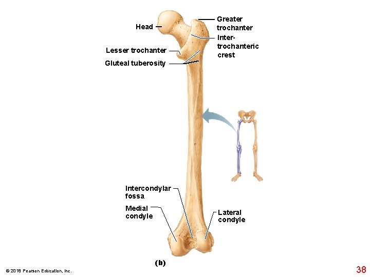 Head Lesser trochanter Greater trochanter Intertrochanteric crest Gluteal tuberosity Intercondylar fossa Medial condyle Lateral