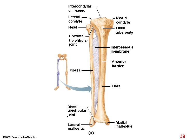 Intercondylar eminence Lateral condyle Medial condyle Head Tibial tuberosity Proximal tibiofibular joint Interosseous membrane