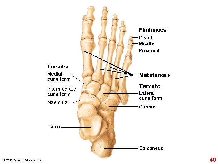 Phalanges: Distal Middle Proximal Tarsals: Medial cuneiform Metatarsals Intermediate cuneiform Tarsals: Lateral cuneiform Navicular