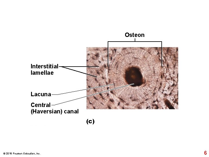 Osteon Interstitial lamellae Lacuna Central (Haversian) canal (c) © 2018 Pearson Education, Inc. 6