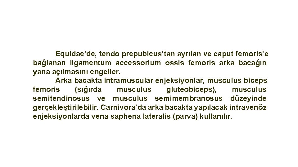 Equidae’de, tendo prepubicus’tan ayrılan ve caput femoris’e bağlanan ligamentum accessorium ossis femoris arka bacağın
