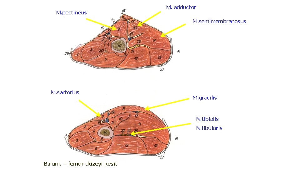M. pectineus M. adductor M. semimembranosus M. sartorius M. gracilis N. tibialis N. fibularis