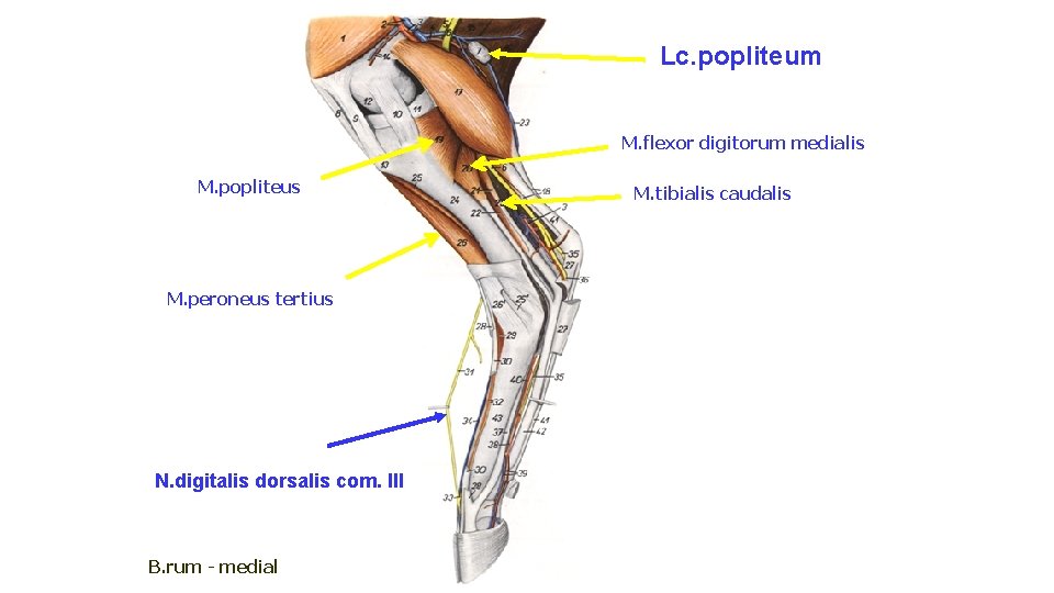 Lc. popliteum M. flexor digitorum medialis M. popliteus M. peroneus tertius N. digitalis dorsalis
