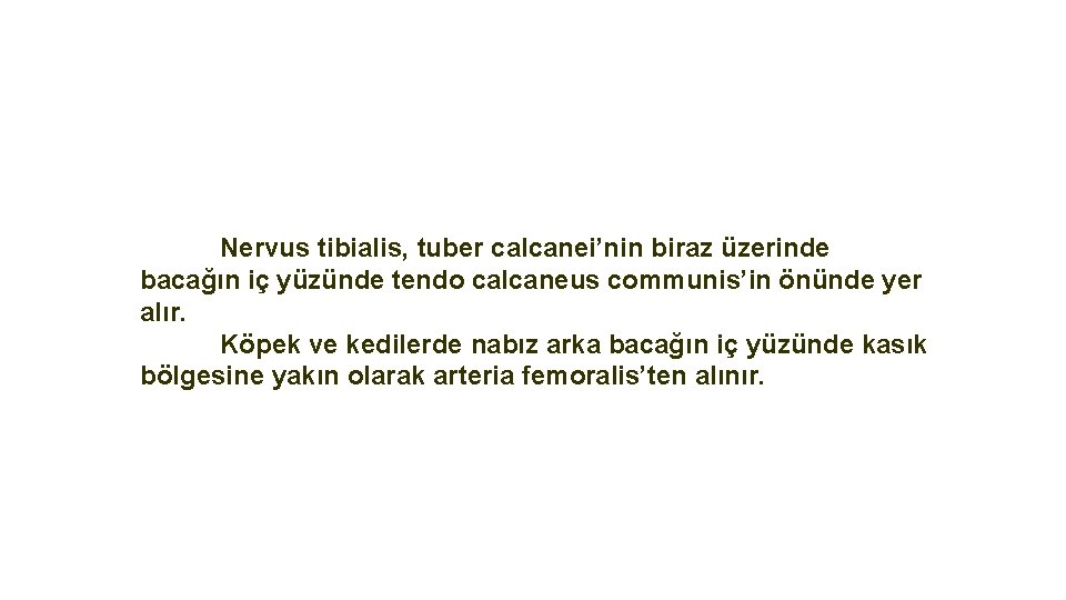 Nervus tibialis, tuber calcanei’nin biraz üzerinde bacağın iç yüzünde tendo calcaneus communis’in önünde yer