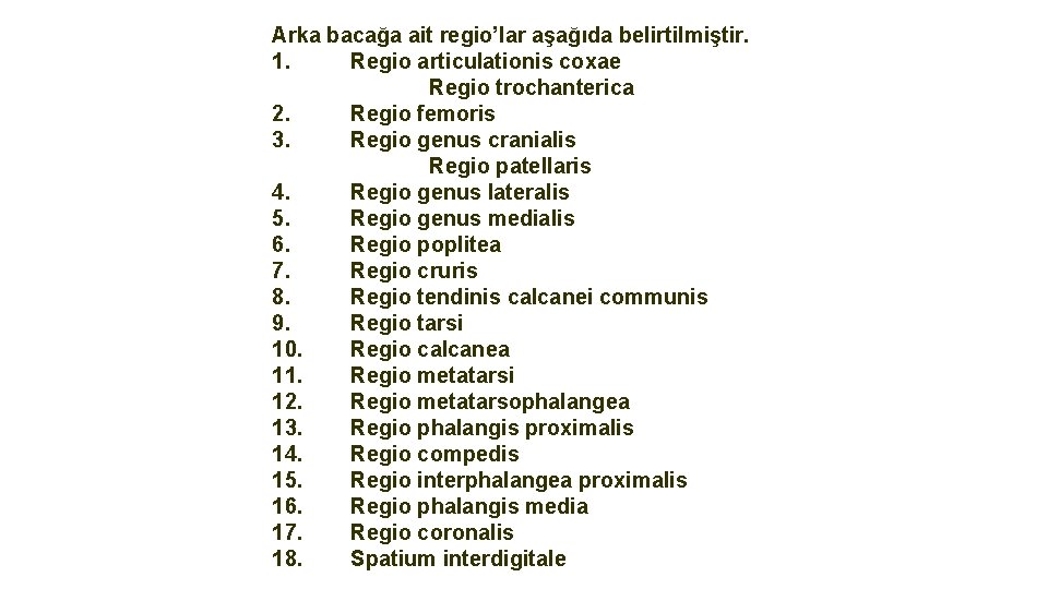 Arka bacağa ait regio’lar aşağıda belirtilmiştir. 1. Regio articulationis coxae Regio trochanterica 2. Regio