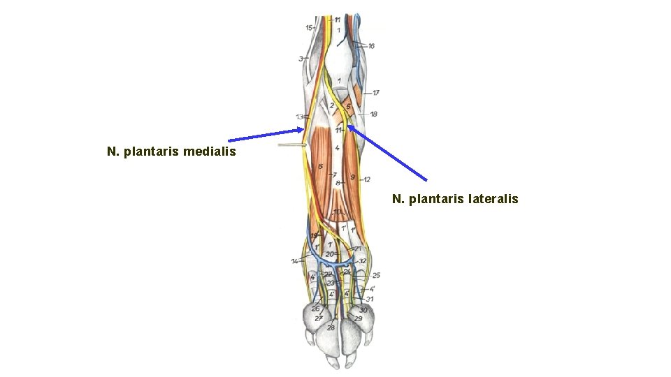 N. plantaris medialis N. plantaris lateralis 