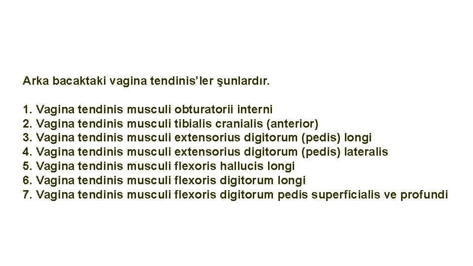 Arka bacaktaki vagina tendinis’ler şunlardır. 1. Vagina tendinis musculi obturatorii interni 2. Vagina tendinis