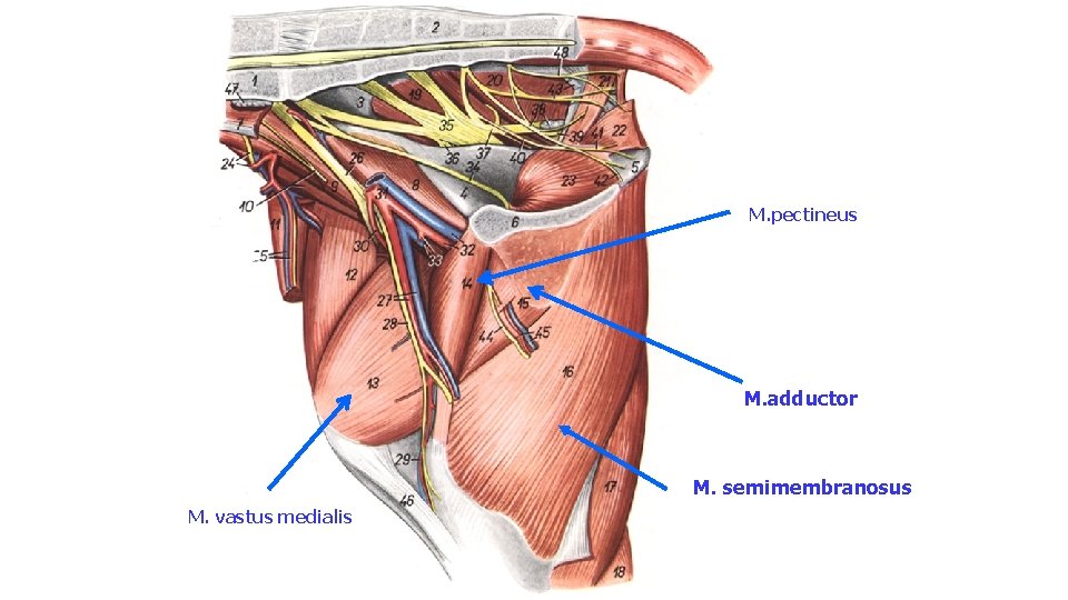 M. pectineus M. adductor M. semimembranosus M. vastus medialis 