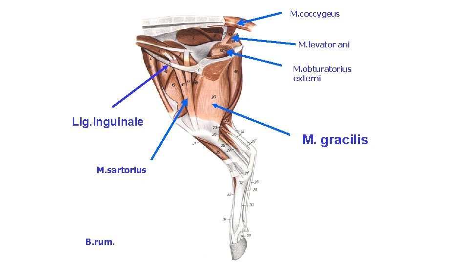 M. coccygeus M. levator ani M. obturatorius externi Lig. inguinale M. gracilis M. sartorius