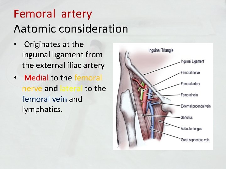 Femoral artery Aatomic consideration • Originates at the inguinal ligament from the external iliac