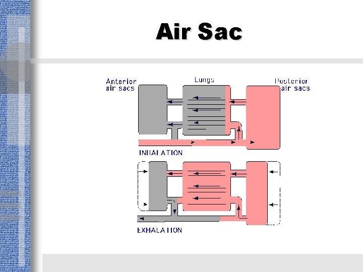 Air Sac 