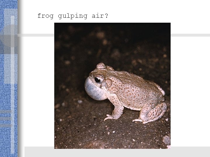 frog gulping air? 