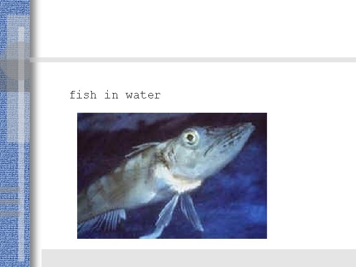 fish in water 