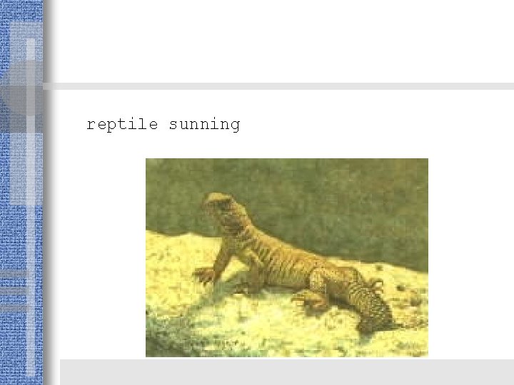 reptile sunning 