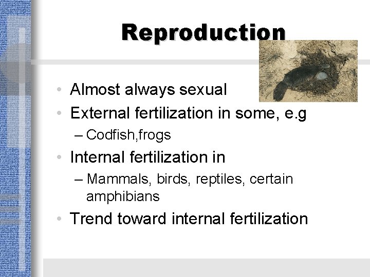 Reproduction • Almost always sexual • External fertilization in some, e. g – Codfish,