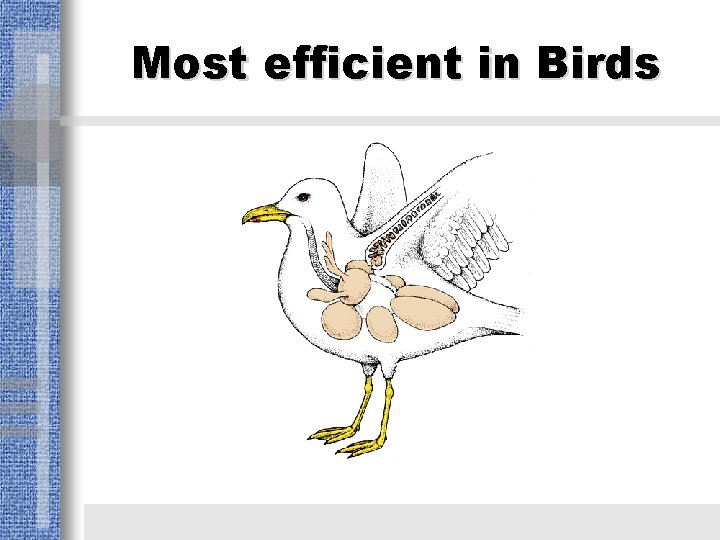 Most efficient in Birds 