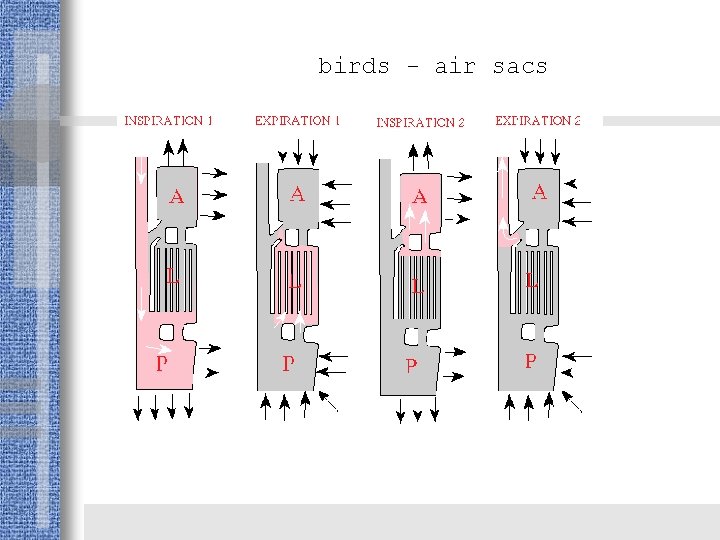 birds - air sacs 