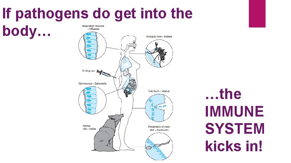 If pathogens do get into the body… …the IMMUNE SYSTEM kicks in! 