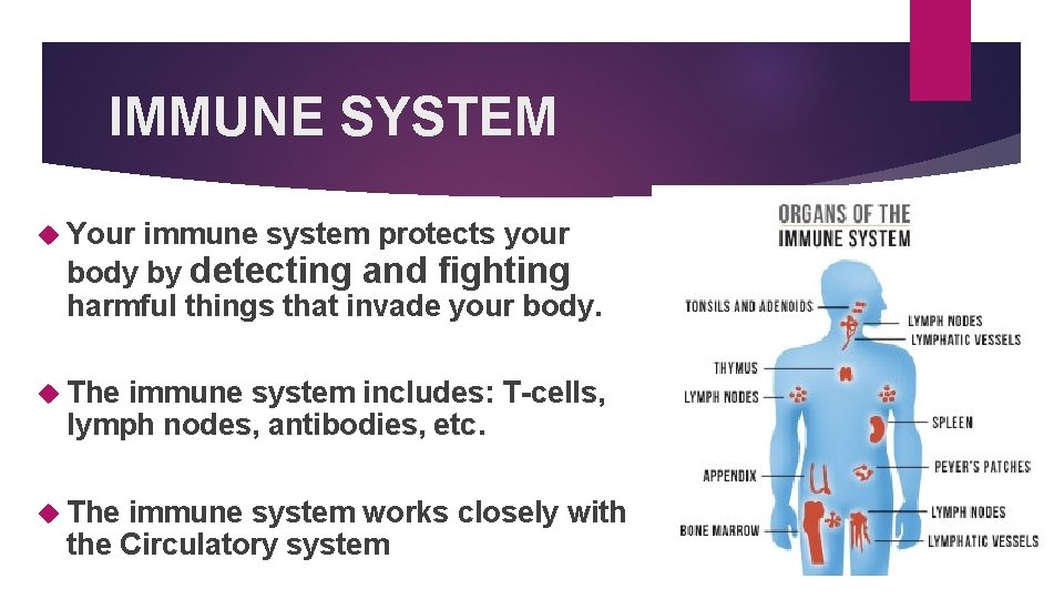 IMMUNE SYSTEM Your immune system protects your body by detecting and fighting harmful things