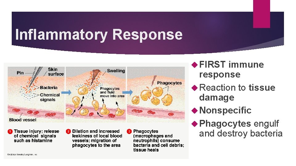 Inflammatory Response FIRST immune response Reaction to tissue damage Nonspecific Phagocytes engulf and destroy