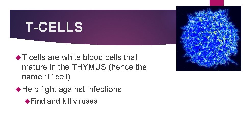 T-CELLS T cells are white blood cells that mature in the THYMUS (hence the