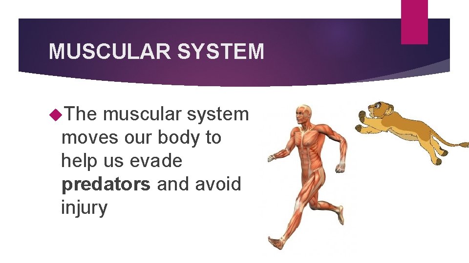 MUSCULAR SYSTEM The muscular system moves our body to help us evade predators and