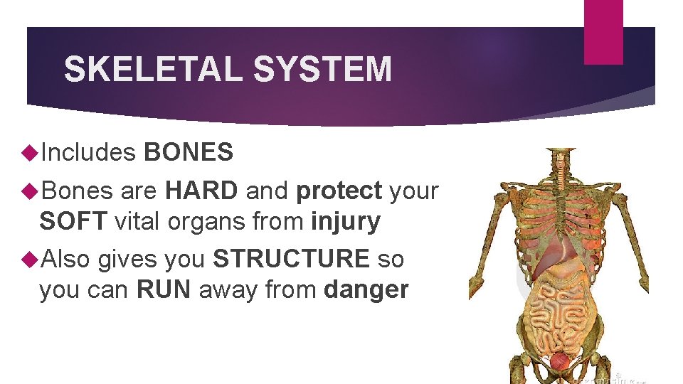 SKELETAL SYSTEM Includes BONES Bones are HARD and protect your SOFT vital organs from