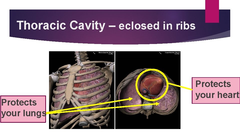 Thoracic Cavity – eclosed in ribs Protects your lungs Protects your heart 