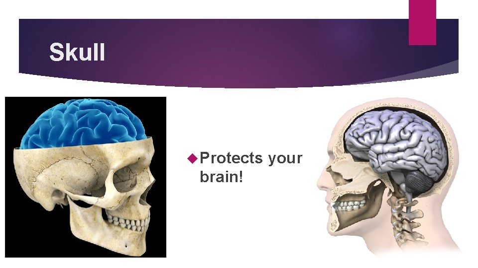 Skull Protects brain! your 