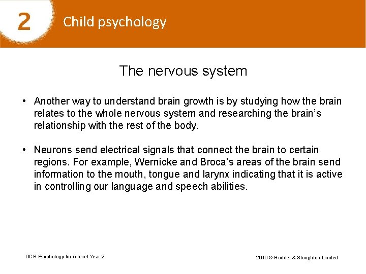 Child psychology The nervous system • Another way to understand brain growth is by