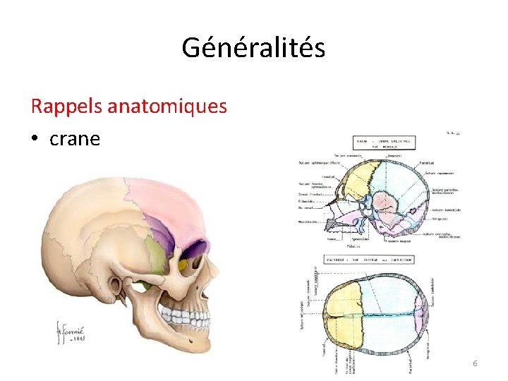 Généralités Rappels anatomiques • crane 6 