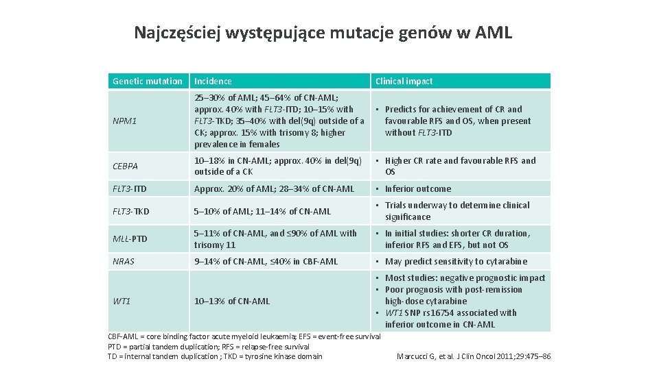 Najczęściej występujące mutacje genów w AML Genetic mutation Incidence Clinical impact NPM 1 25–