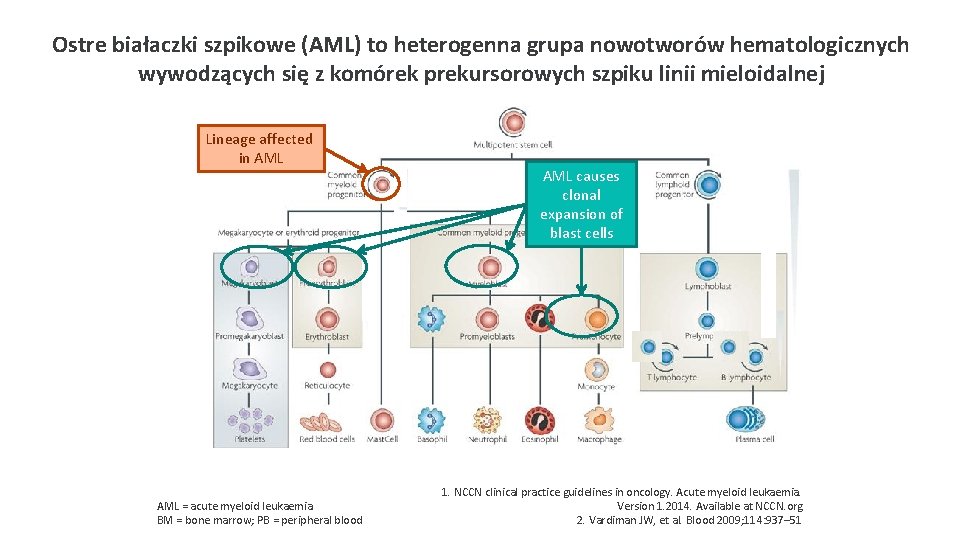 Ostre białaczki szpikowe (AML) to heterogenna grupa nowotworów hematologicznych wywodzących się z komórek prekursorowych