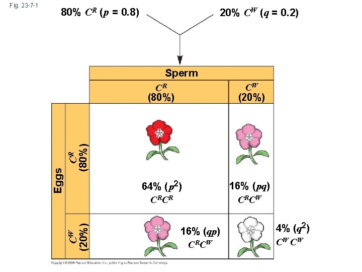 80% CR ( p = 0. 8) 20% CW (q = 0. 2) Sperm