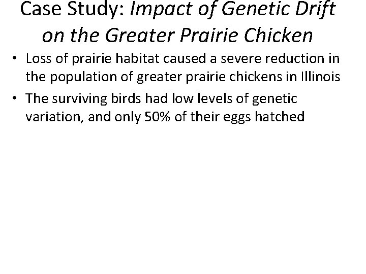 Case Study: Impact of Genetic Drift on the Greater Prairie Chicken • Loss of