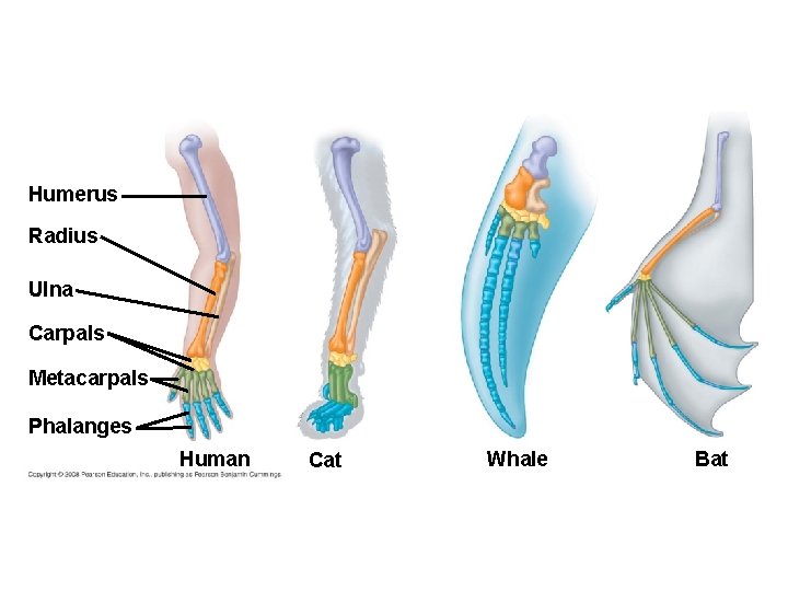 Fig. 22 -17 Humerus Radius Ulna Carpals Metacarpals Phalanges Human Cat Whale Bat 