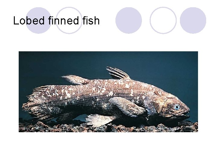 Lobed finned fish 