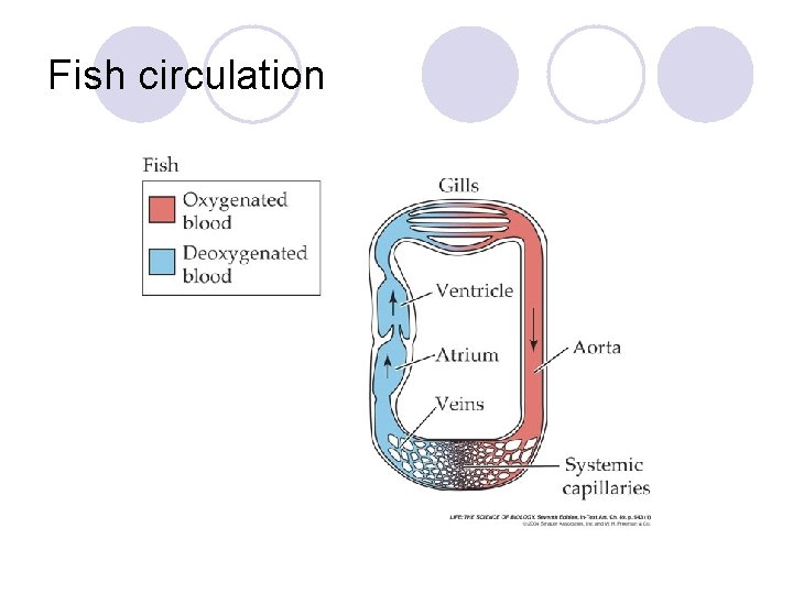 Fish circulation 