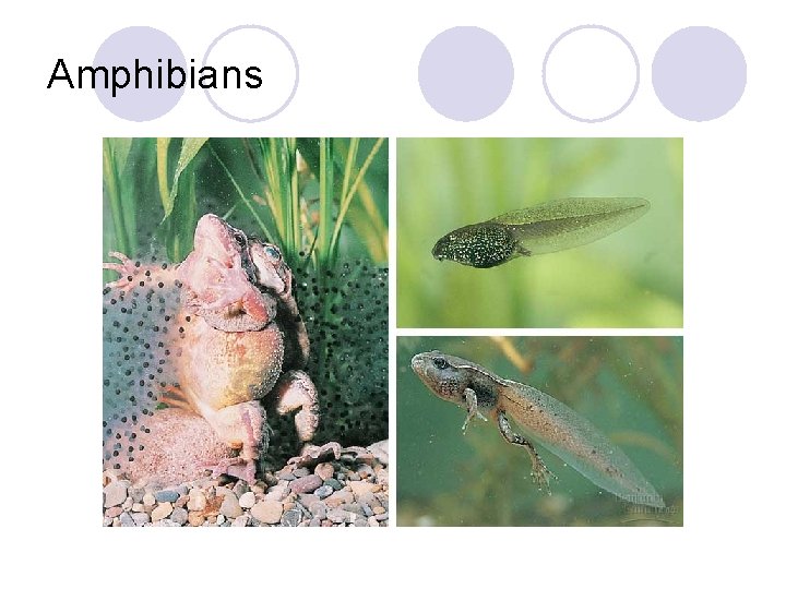 Amphibians 