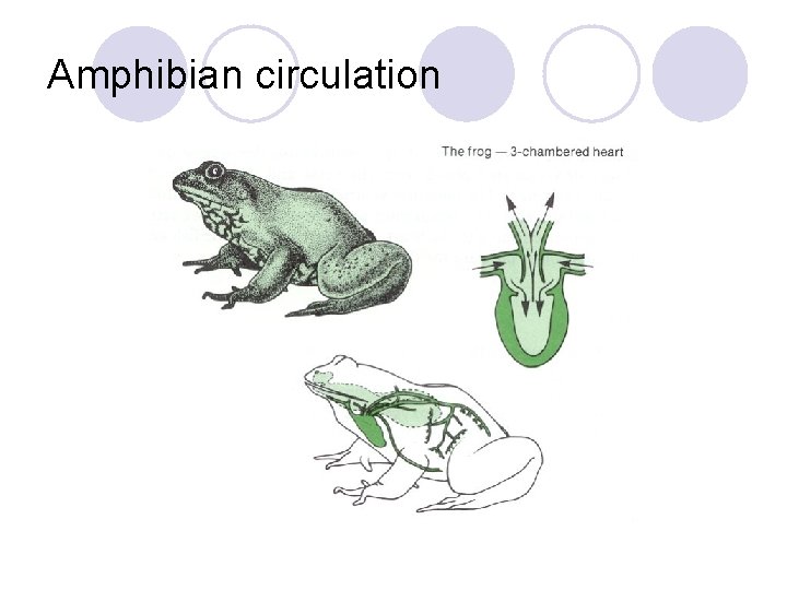 Amphibian circulation 