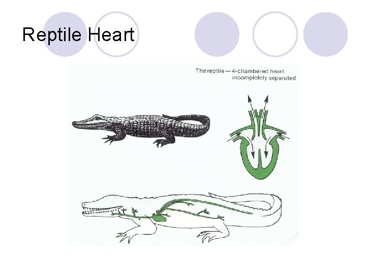 Reptile Heart 